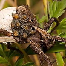 Sliedič Alopecosa inguilina s kokónom a potomstvom