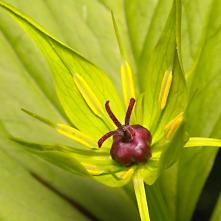 Vranovec štvorlistý po odkvitnutí