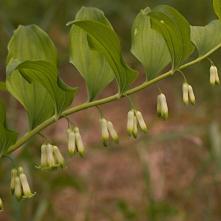 Kokorík mnohokvetý