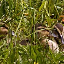 Kačka divá - kačiatka v tráve