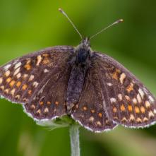 Hnedáčik čermeľový