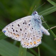 Modráčik ďatelinový