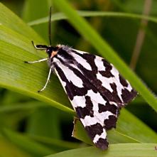 Spriadač skorocelový