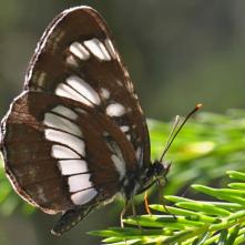 Bielopásovec tavoľníkový