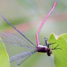 Šidielko červené - priam akrobát