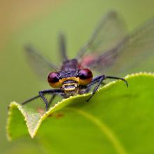 Šidielko červené - prenikavý pohľad