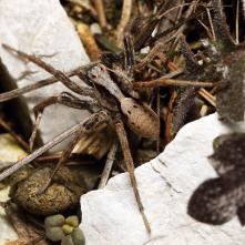 Sliedič Alopecosa inguilina samček