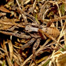 Sliedič Alopecosa inguilina - samček