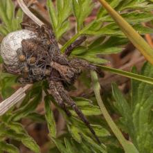 Sliedič Alopecosa inguilina s kokónom a pavúčikmi