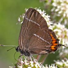 Ostrôžkár brestový