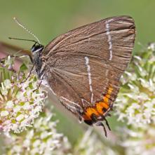 Ostrôžkár brestový
