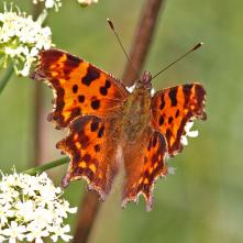 Babôčka zubatokrídlová
