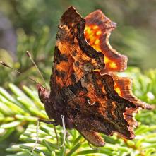 Babôčka zubatokrídlová
