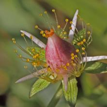Bielokvet močiarný po odkvitnutí