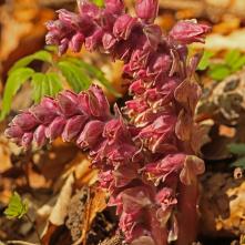 Zubovník šupinatý