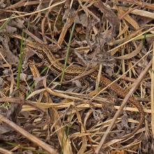 Jašterica živorodá s novým chvostom