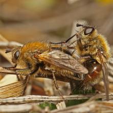 Bystruša počas kopulácie