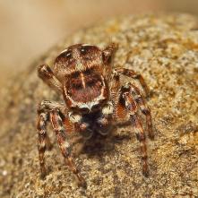 Skákavka cca 2 mm veľká