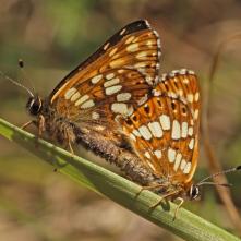 Hájovník prvosienkový pri kopulácii
