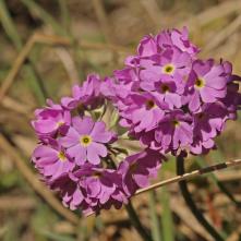 Prvosienka pomúčená