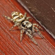 Skákavka pruhovaná