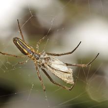 Čeľustnatká horská