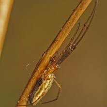 Čeľustnatká horská