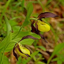 Črievičník papučkový