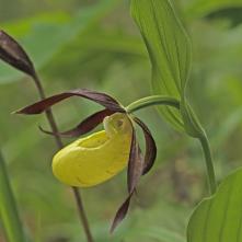 Črievičník papučkový