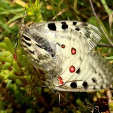 Jasone pri kopulácii