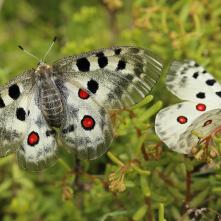 Jasone po kopulácii - samička vľavo