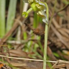 Jednokvietok veľkokvetý