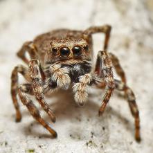 Skákavka Siticus rupicola