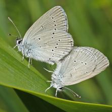 Modráčik najmenší pri kopulácii