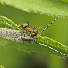 Vrzúnik úzkoštítový s odvážnym, alebo hladným mravcom.
