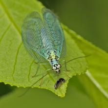 Zlatoočká škvrnitá