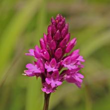 Červenohlav ihlanovitý