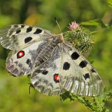 Jasoň červenooký samička