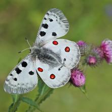 Jasoň červenooký samček vo výstražnom postoji
