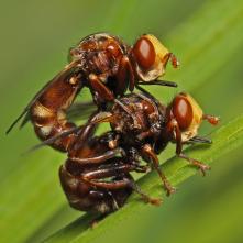 Okanka červenohnedá pri kopulácii