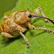 Nosáčik Curculio sp.
