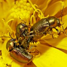 Krytohlav sp. pri trojboji