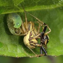Behárik Xysticus slovacus pred kopuláciou