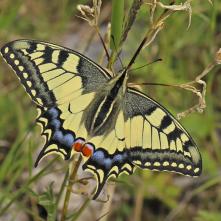 Vidlochvost feniklový