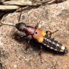 Drobčík Dinothenarus fossor