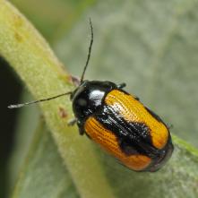 Krytohlavec Cryptocephalus marginatus