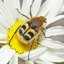 Chlpáčik škvrnitý