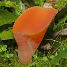 Rôsolovec červený - jedlá huba a ako jedna z mála aj za surova