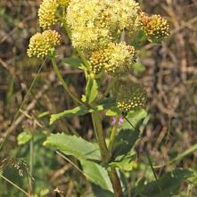 Rozchodníkovec najvyšší