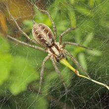 Agelena labyrinthica s ulovenou nohou koníka